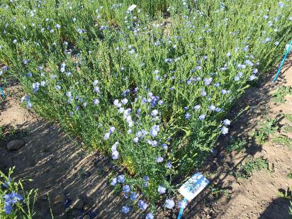 Click for 1 image(s) for this accession.